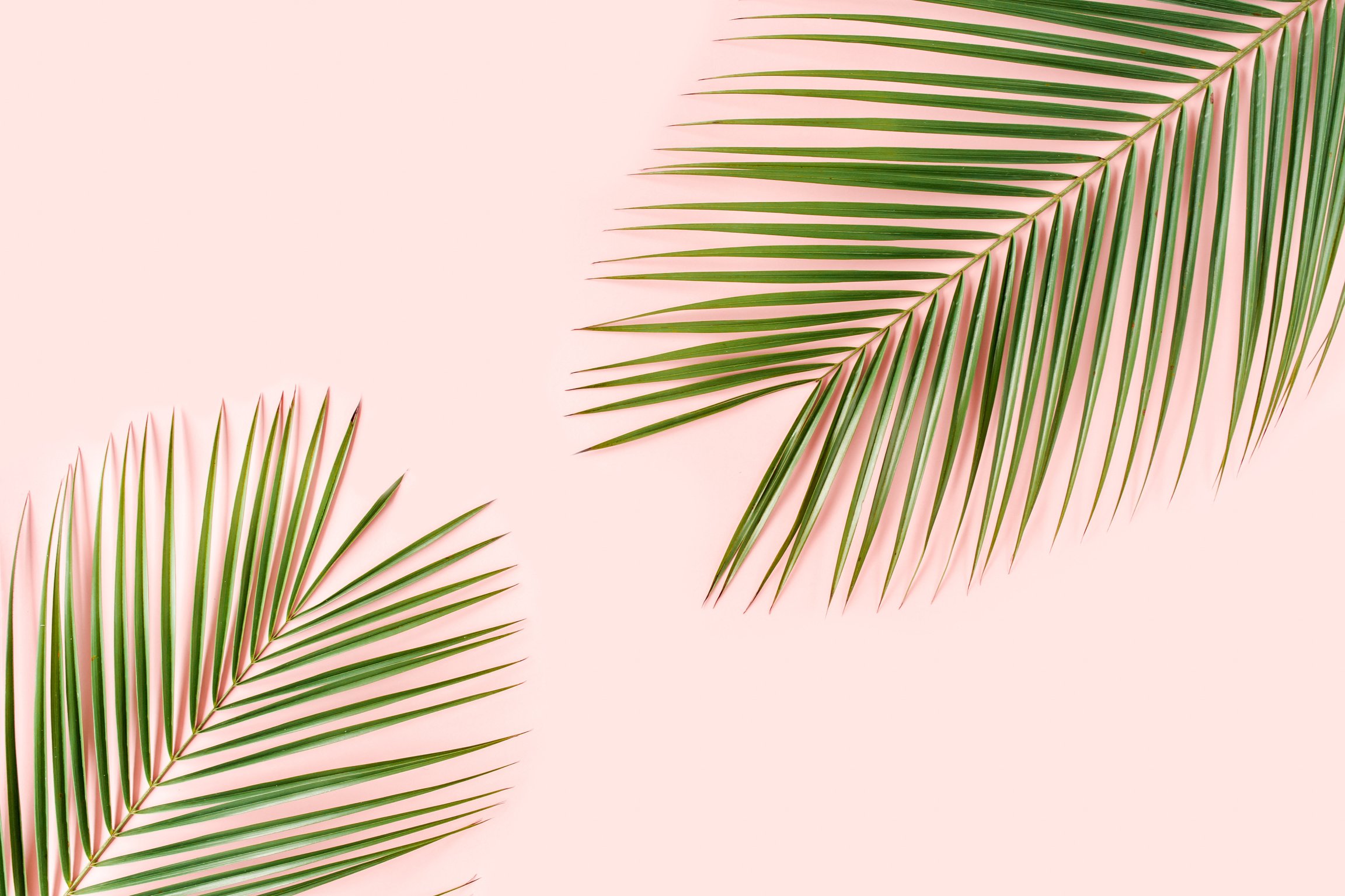 Tropical Palm Leaves 